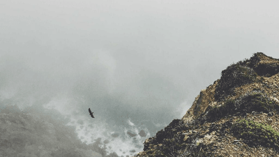 Barbecue - professional stock photography