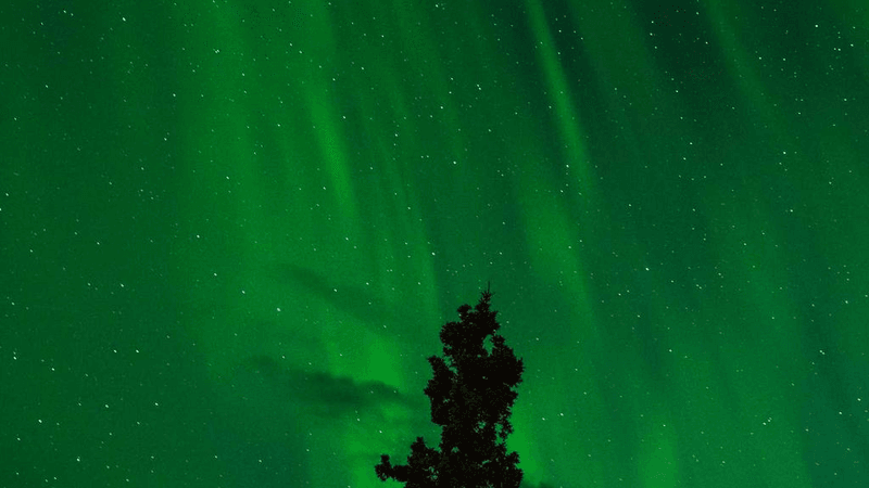 Cake - professional stock photography