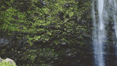 Herbs - professional stock photography