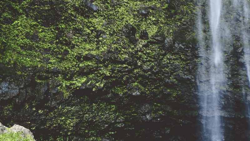 Herbs - professional stock photography