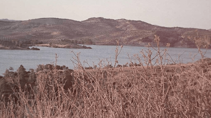 Pizza - professional stock photography
