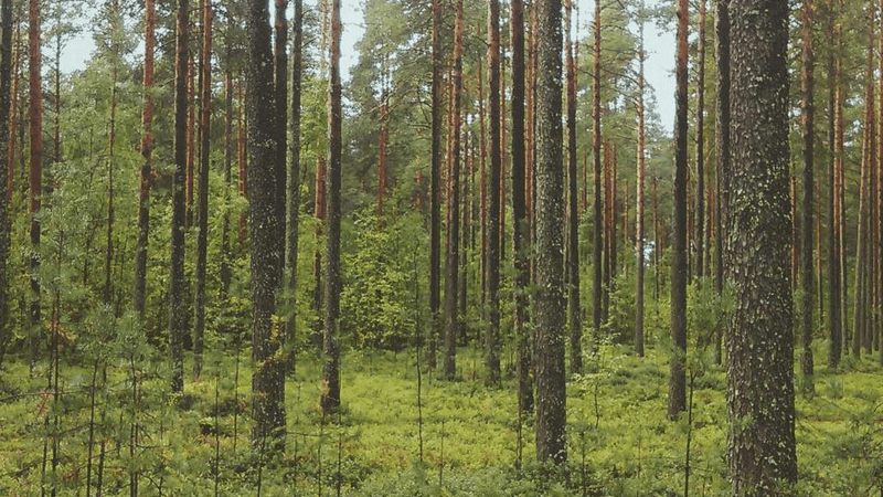 Salad - professional stock photography