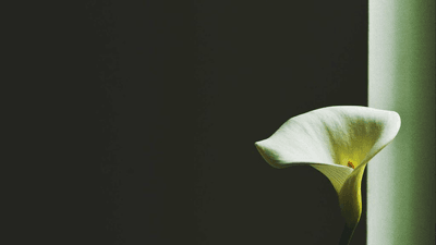 Seafood - professional stock photography