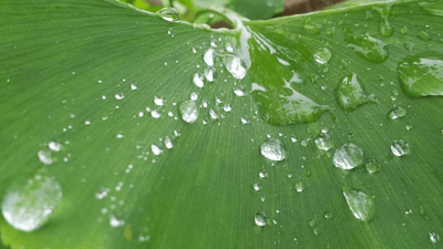 Smoothie - professional stock photography