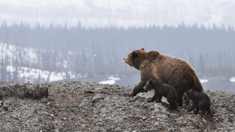 Sushi - professional stock photography