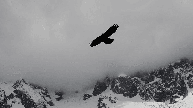 Vegetables - professional stock photography
