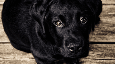 Wok - professional stock photography